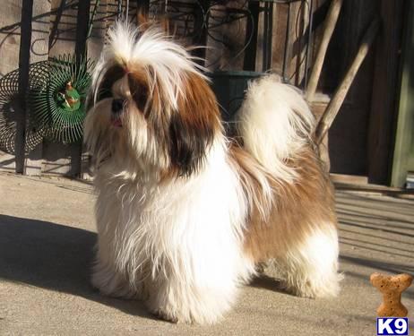 Stud Dogs - Shih Tzu